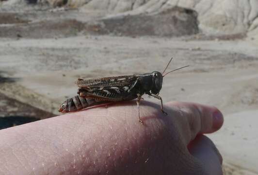 Image of Gladston grasshopper