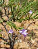 صورة Eremophila exilifolia F. Muell.