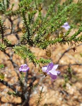 Image of Eremophila exilifolia F. Muell.