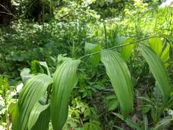 Image de Polygonatum biflorum (Walter) Elliott