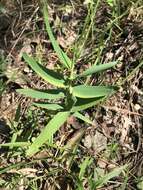 Image of bearded skeletongrass