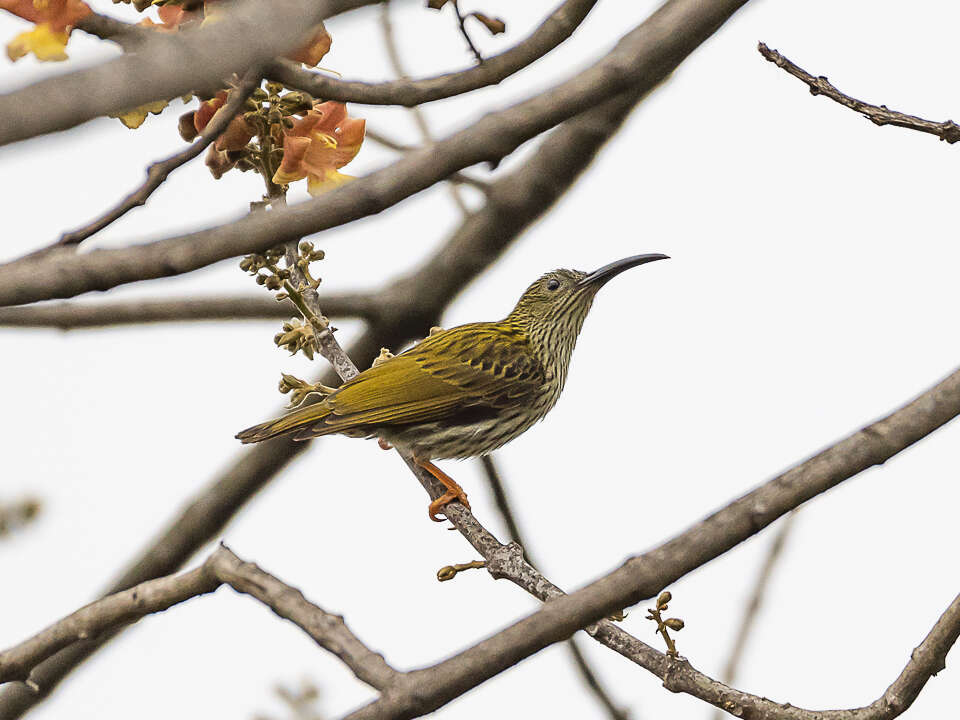 Image of Streaked Spiderhunter