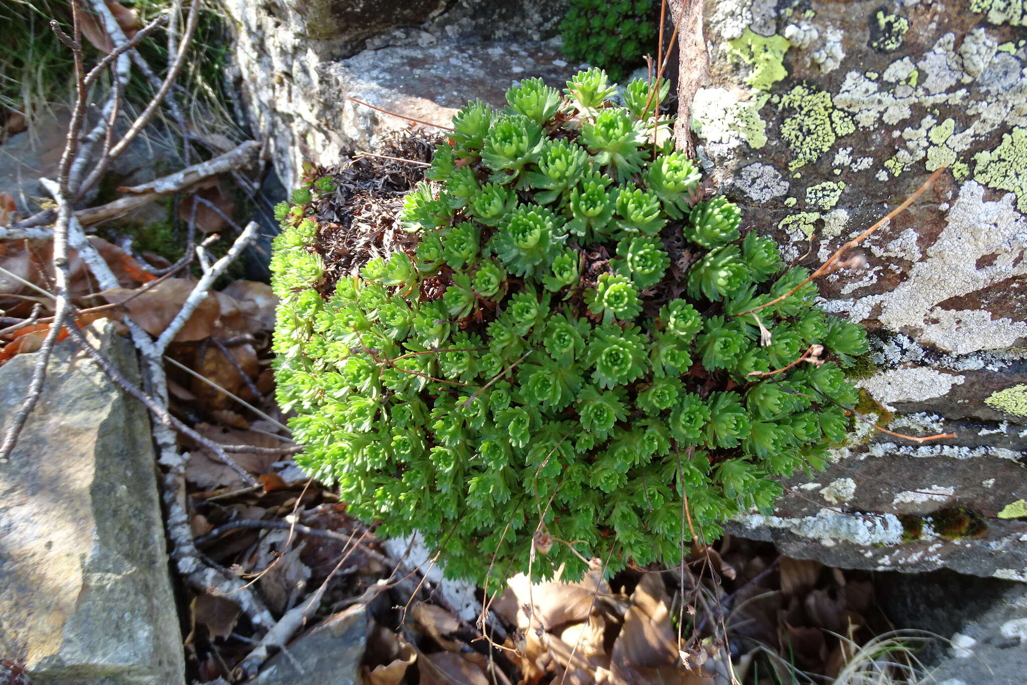 Imagem de Saxifraga vayredana Luizet