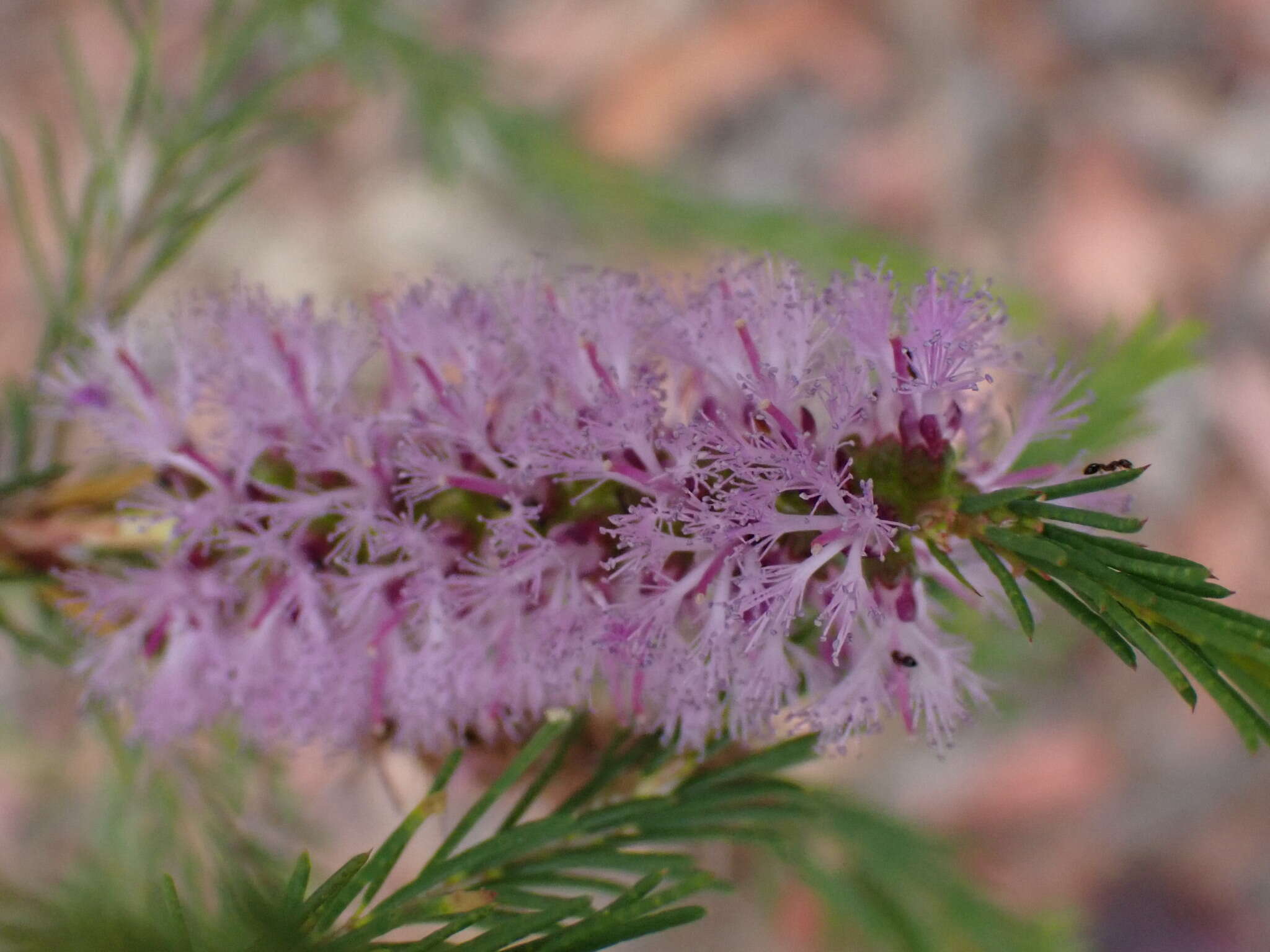 Image of Melaleuca diosmatifolia Dum.-Cours.