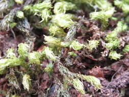 Image of horn calcareous moss