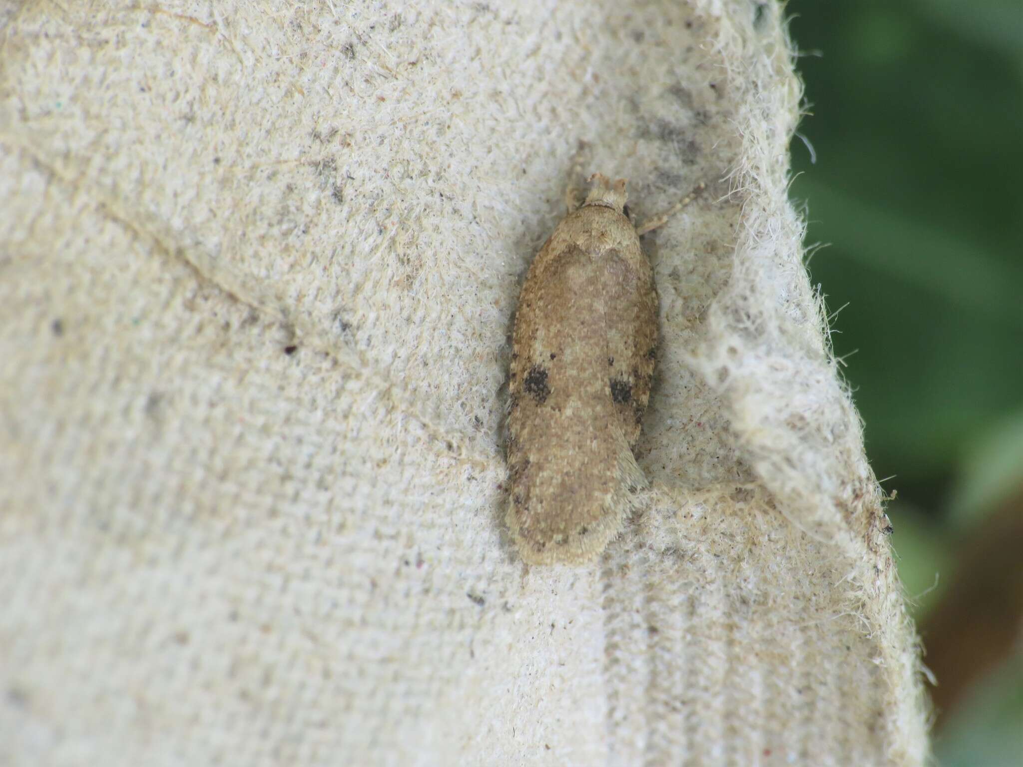 Image of Agonopterix propinquella Treitschke 1835