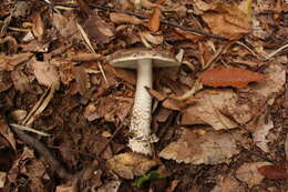 Image de Amanita merxmuelleri Bresinsky & Garrido 1985