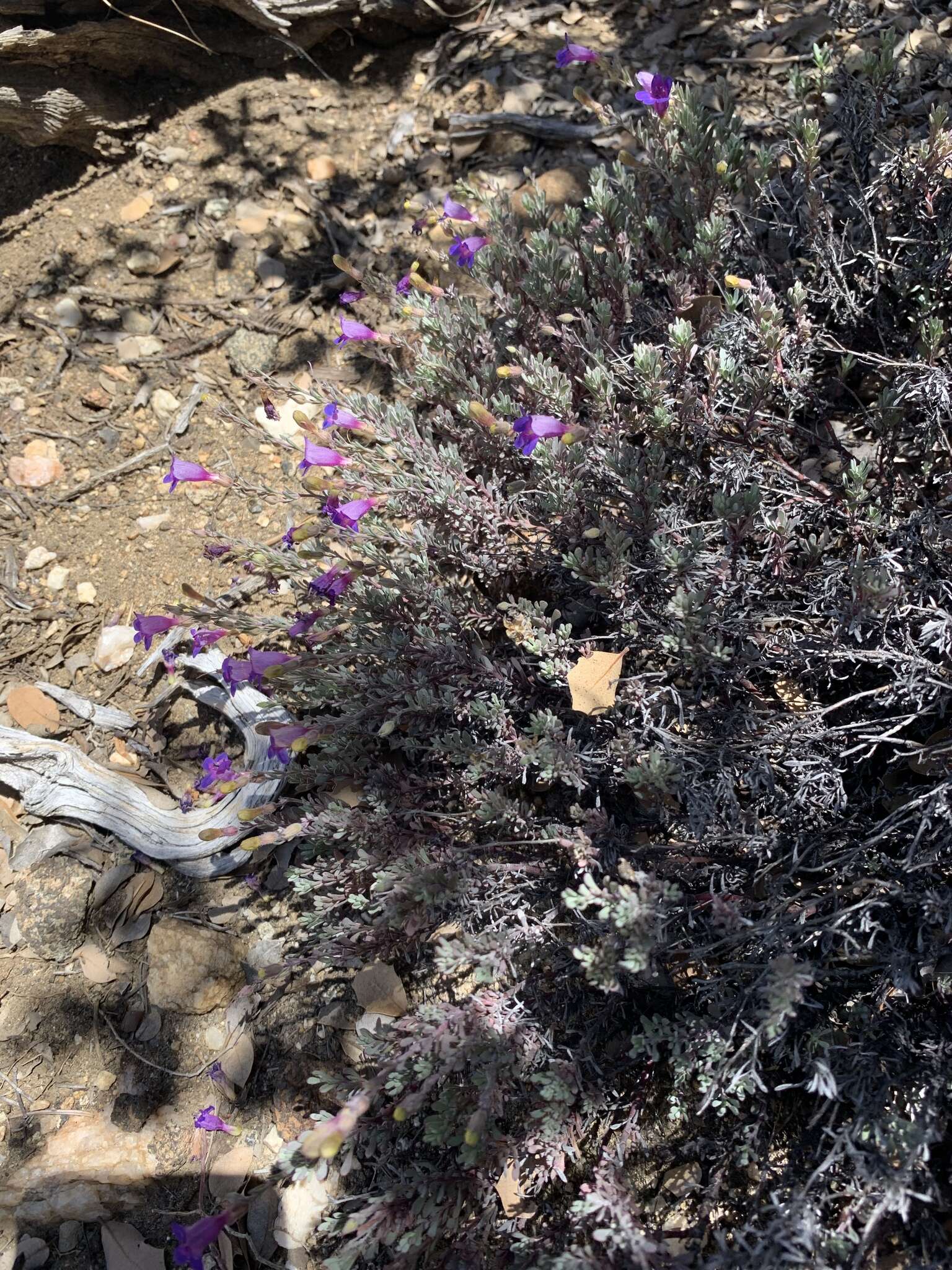 Image of California penstemon