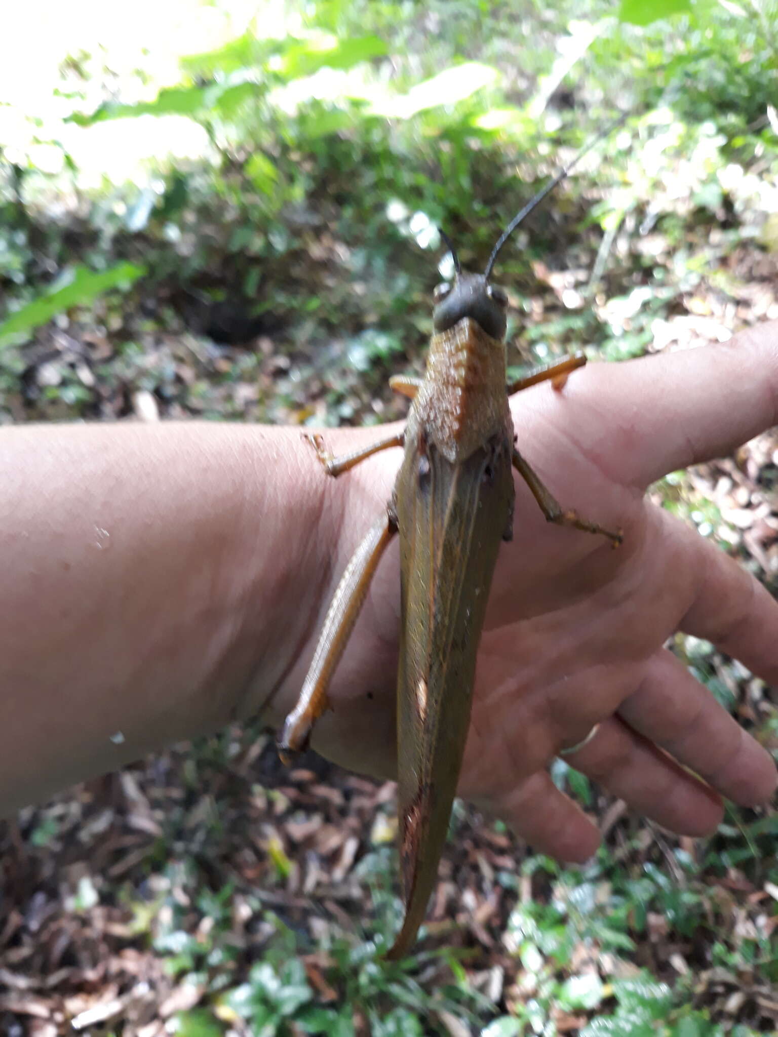 Image of Tropidacris cristata grandis (Thunberg 1824)