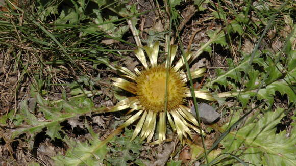 Image of Carlina acanthifolia subsp. cynara (Pourr. ex Duby) Rouy