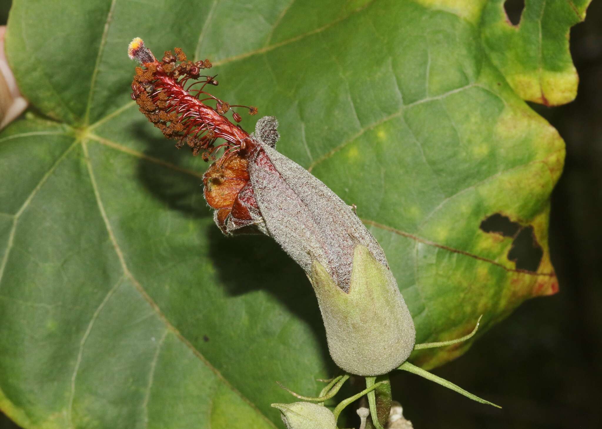 Image of Kilauea hau kuahiwi