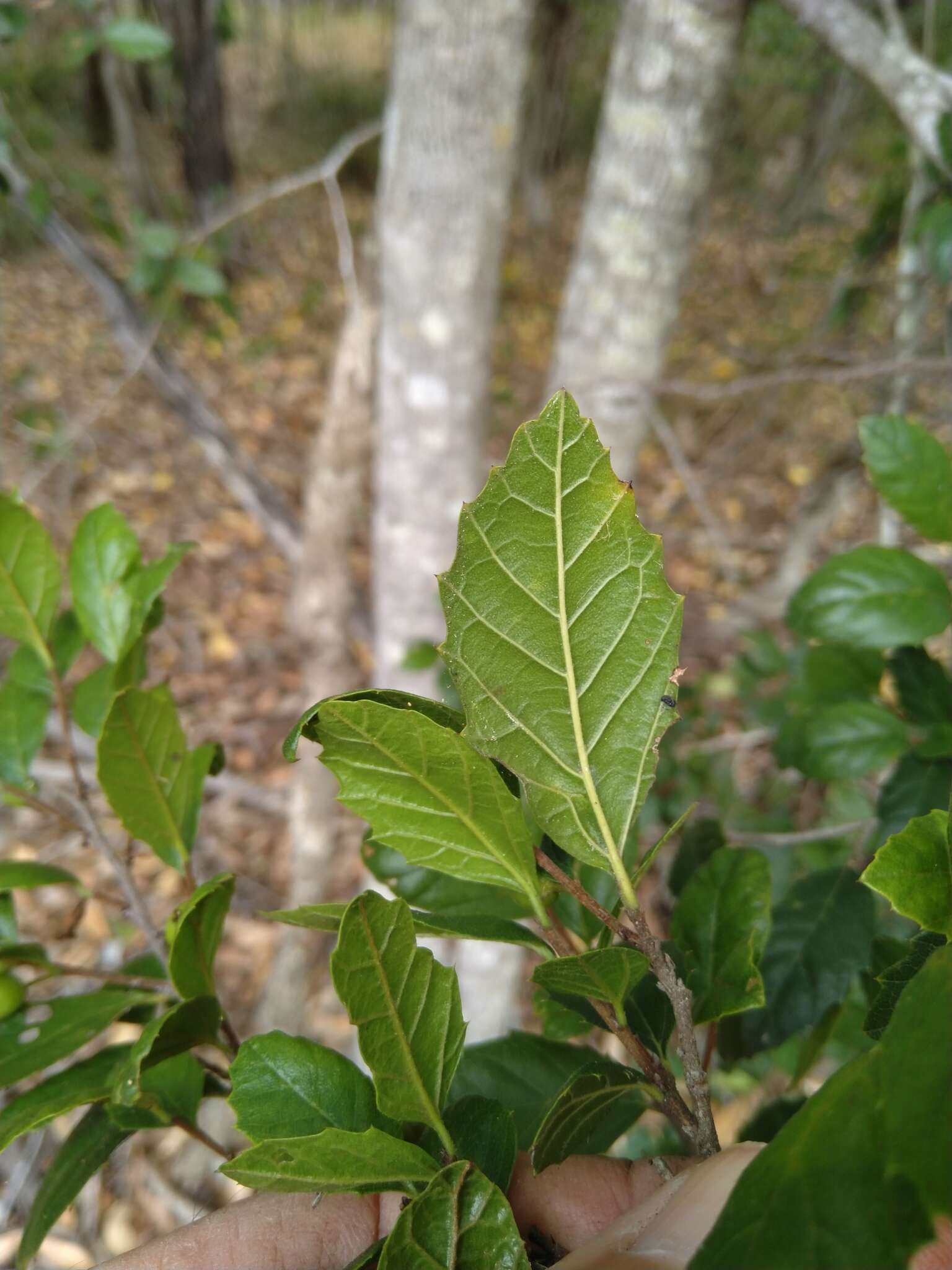 Image de Aphananthe philippinensis Planch.