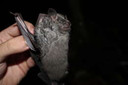 Image of fringed fruit-eating bat