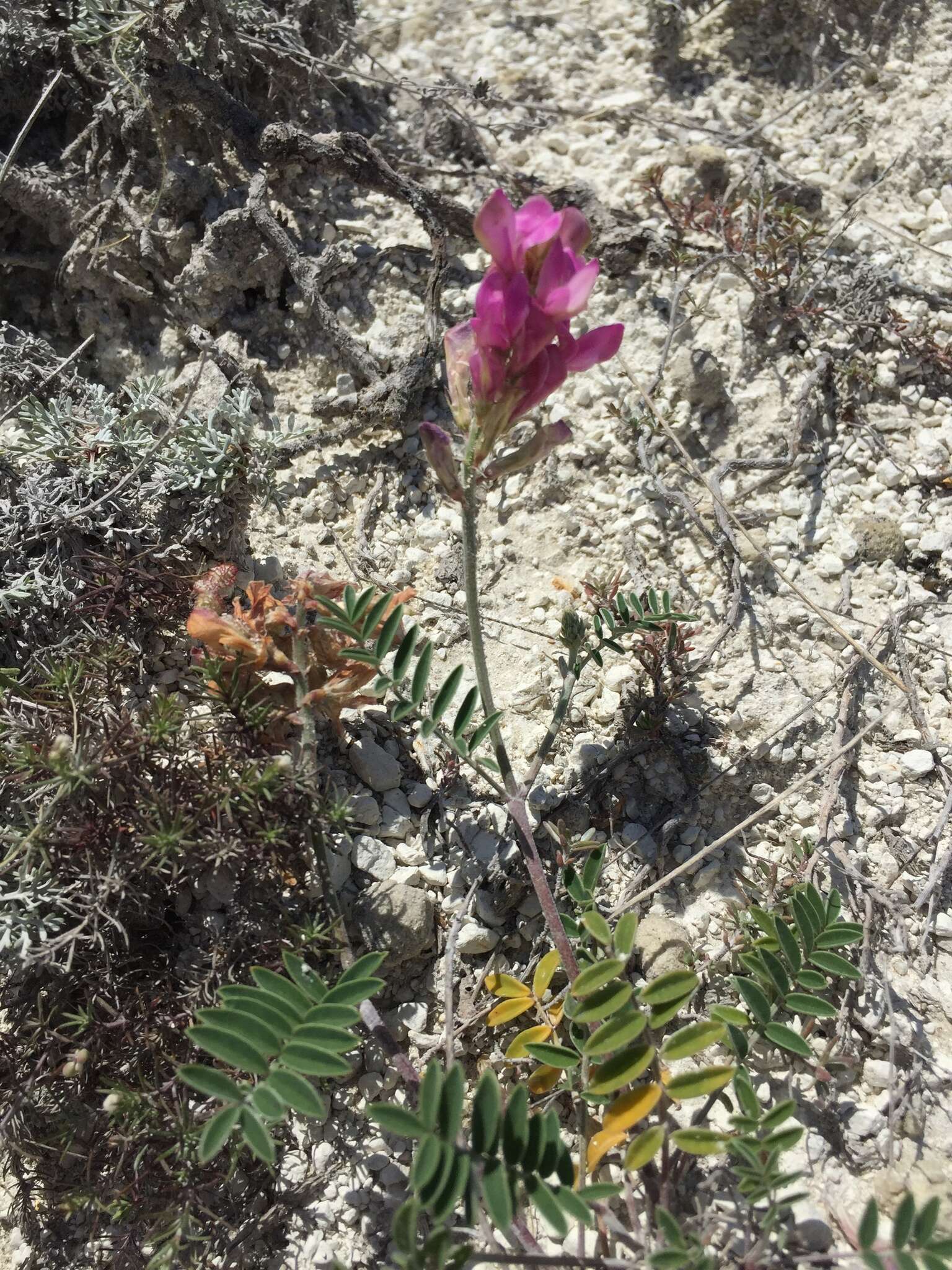 Plancia ëd Hedysarum ucrainicum Kaschm.