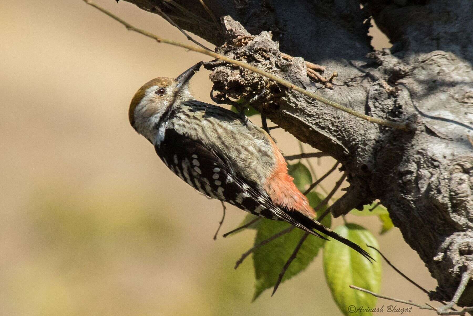 Image of Brown-fronted Woodpecker