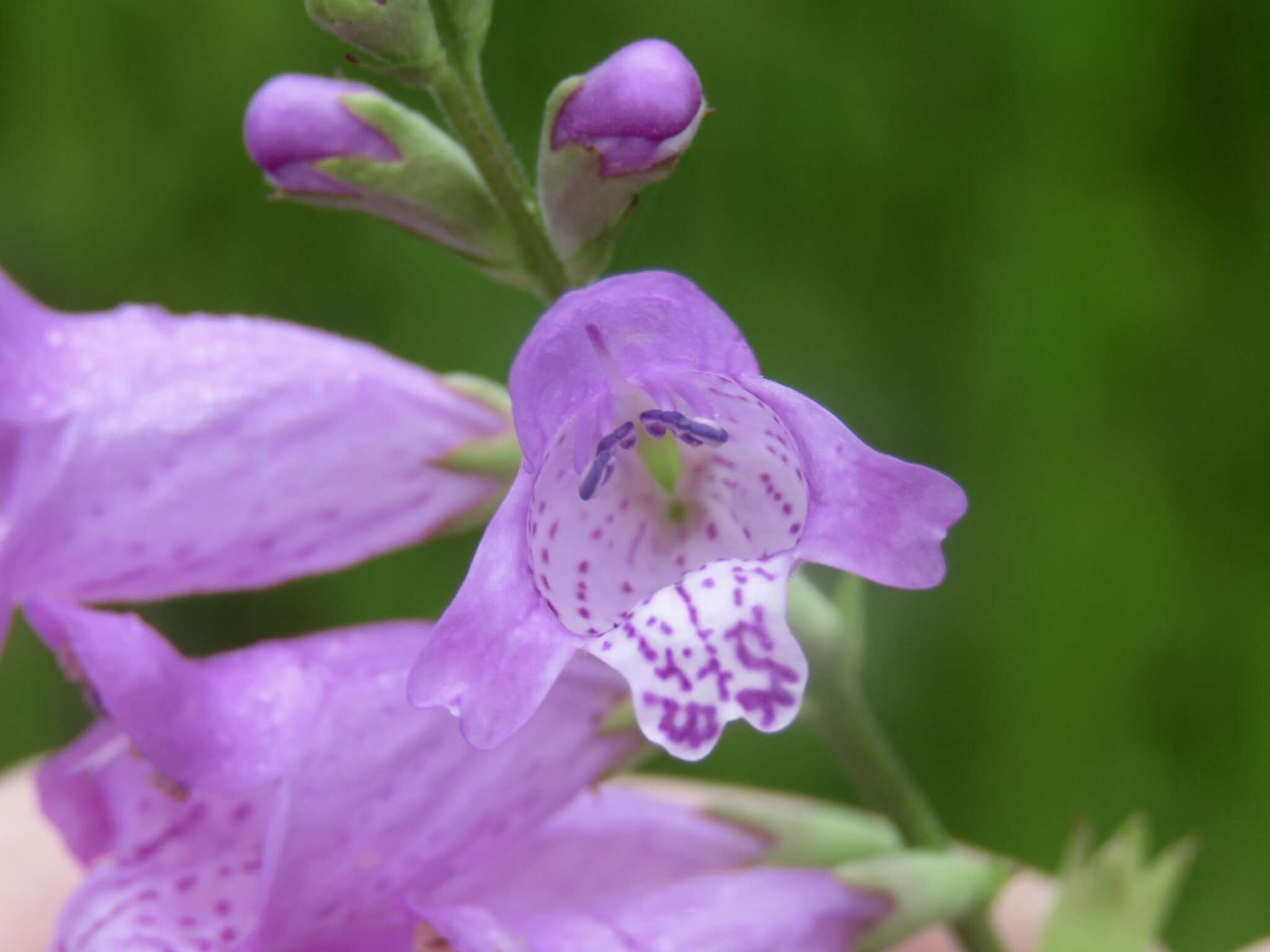 Image of Long-Sepal False Dragonhead