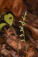 Image of Costa Rican lady's tresses