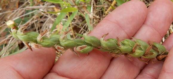 Image of Nodding lady's tresses