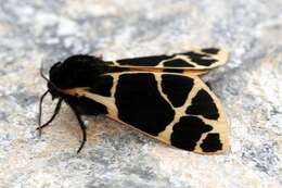 Image of Yellow Tiger Moth