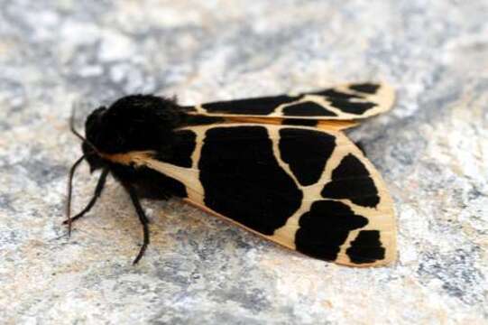 Image of Yellow Tiger Moth