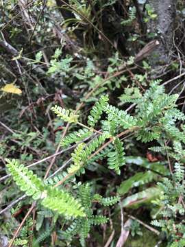 Image of Weinmannia tomentosa L. fil.