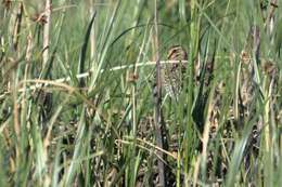 Gallinago nigripennis Bonaparte 1839 resmi