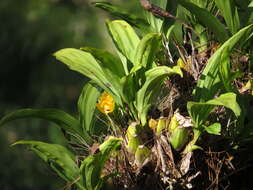 Imagem de Lycaste cruenta (Lindl.) Lindl.