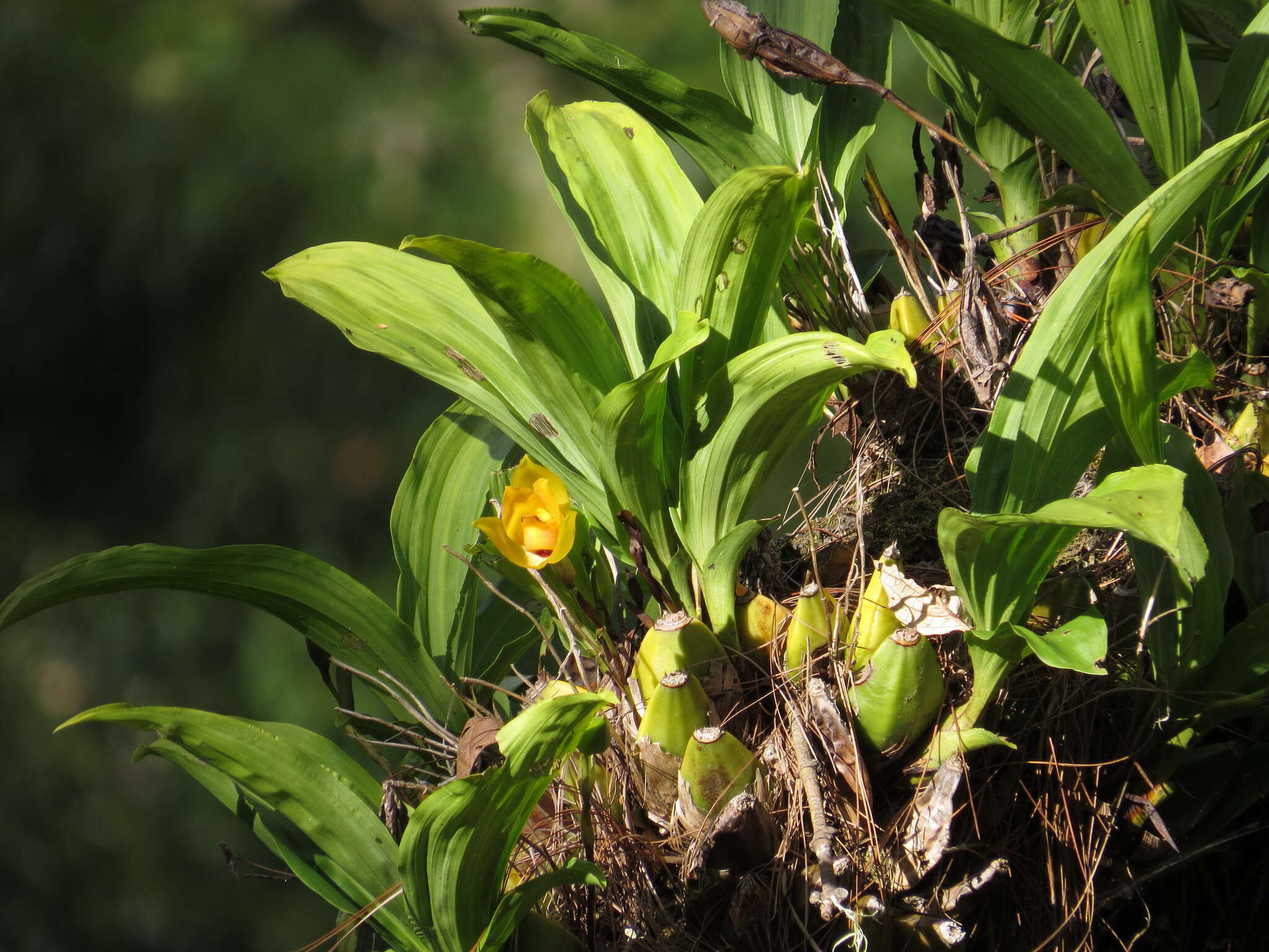 Imagem de Lycaste cruenta (Lindl.) Lindl.