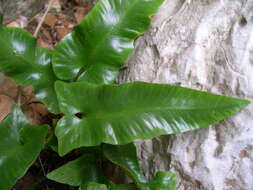 Image of Asplenium sagittatum (DC.) A. J. Bange