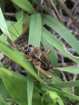 صورة Modicogryllus (Modicogryllus) consobrinus (Saussure 1877)