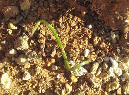 Image of Spiral sun orchid