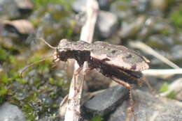 Image of Neocicindela parryi (White 1846)