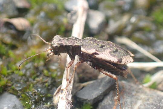 Image of Neocicindela parryi (White 1846)