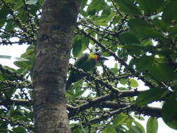 Image of Red-crowned Barbet