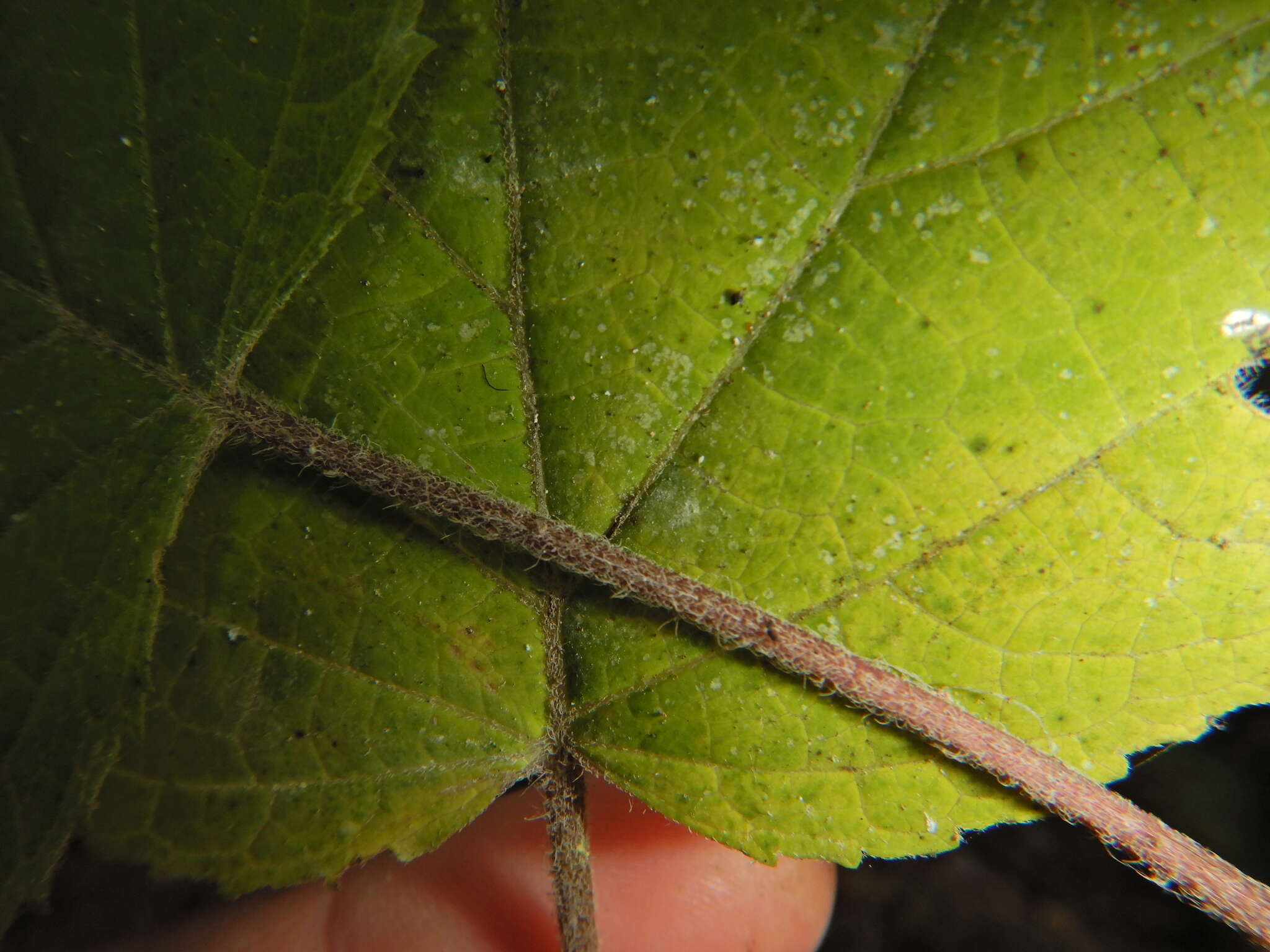 Imagem de Hydrangea cinerea Small