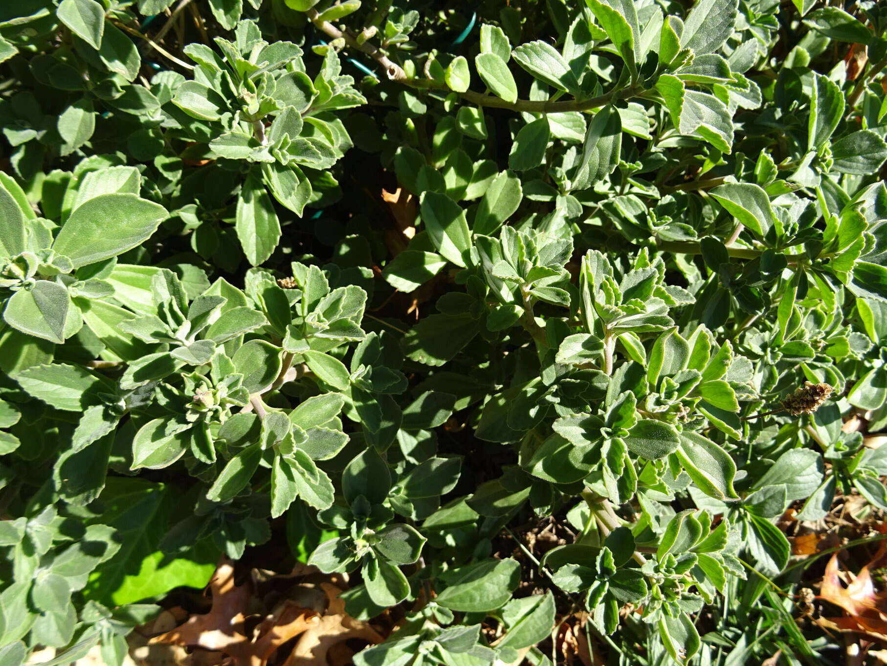 Image de Plectranthus neochilus Schltr.