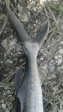 Image of Giant river catfish