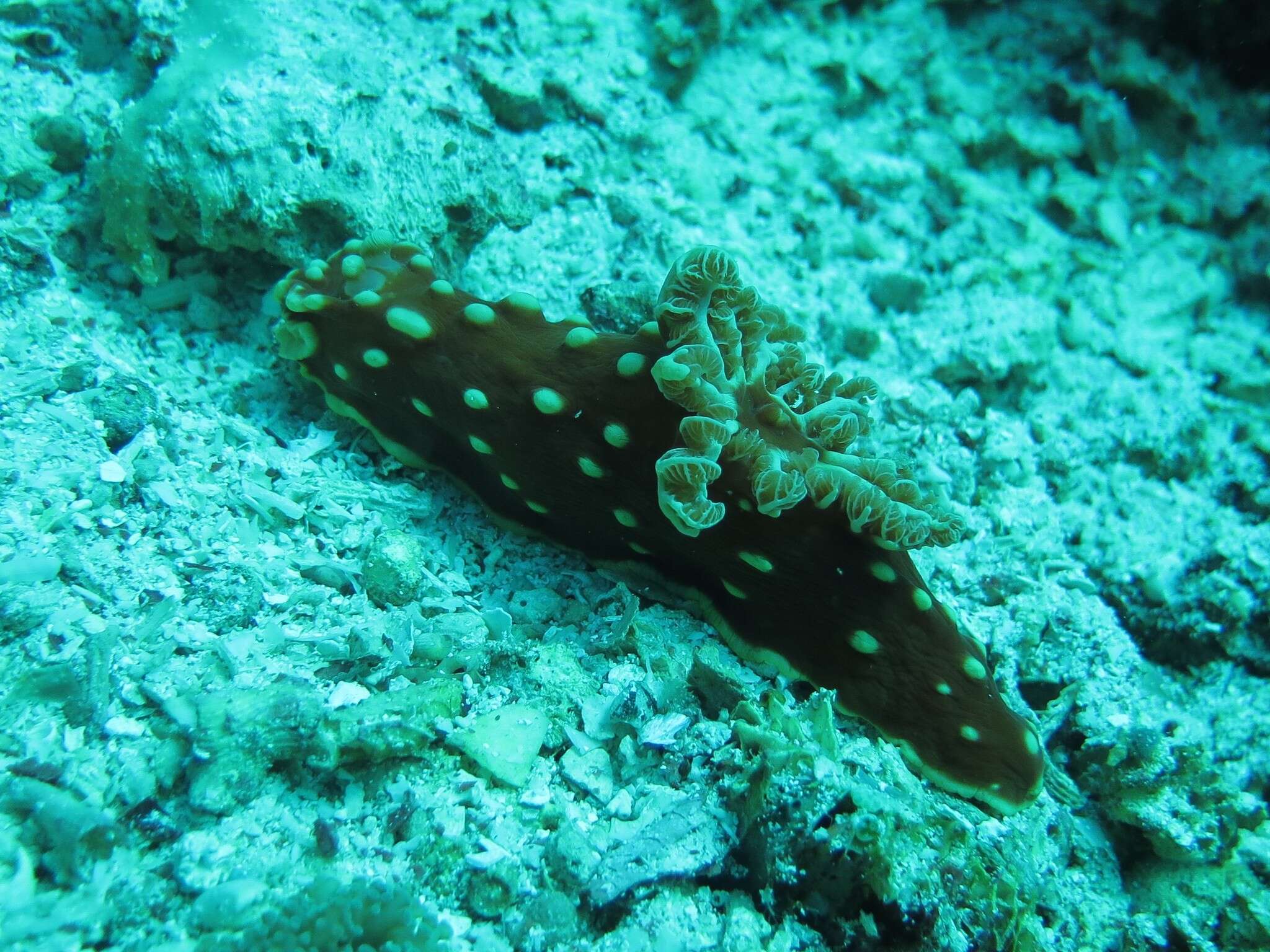 Image of Yellow spot fat red slug