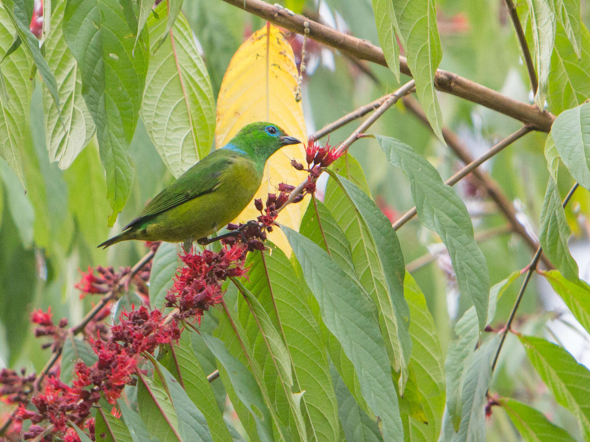 Imagem de Chlorophonia cyanea (Thunberg 1822)