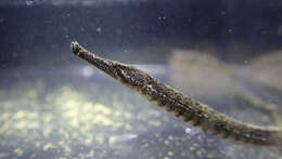 Image of Banded freshwater pipefish