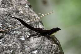 Image of Anolis homolechis turquinensis Garrido 1973