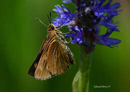 Image of Byssus Skipper