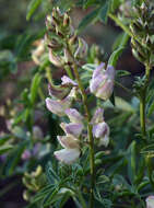 Sivun Lupinus andersonii S. Watson kuva