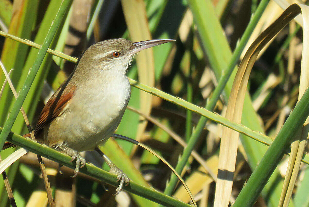 Image of Straight-billed Reedhaunter