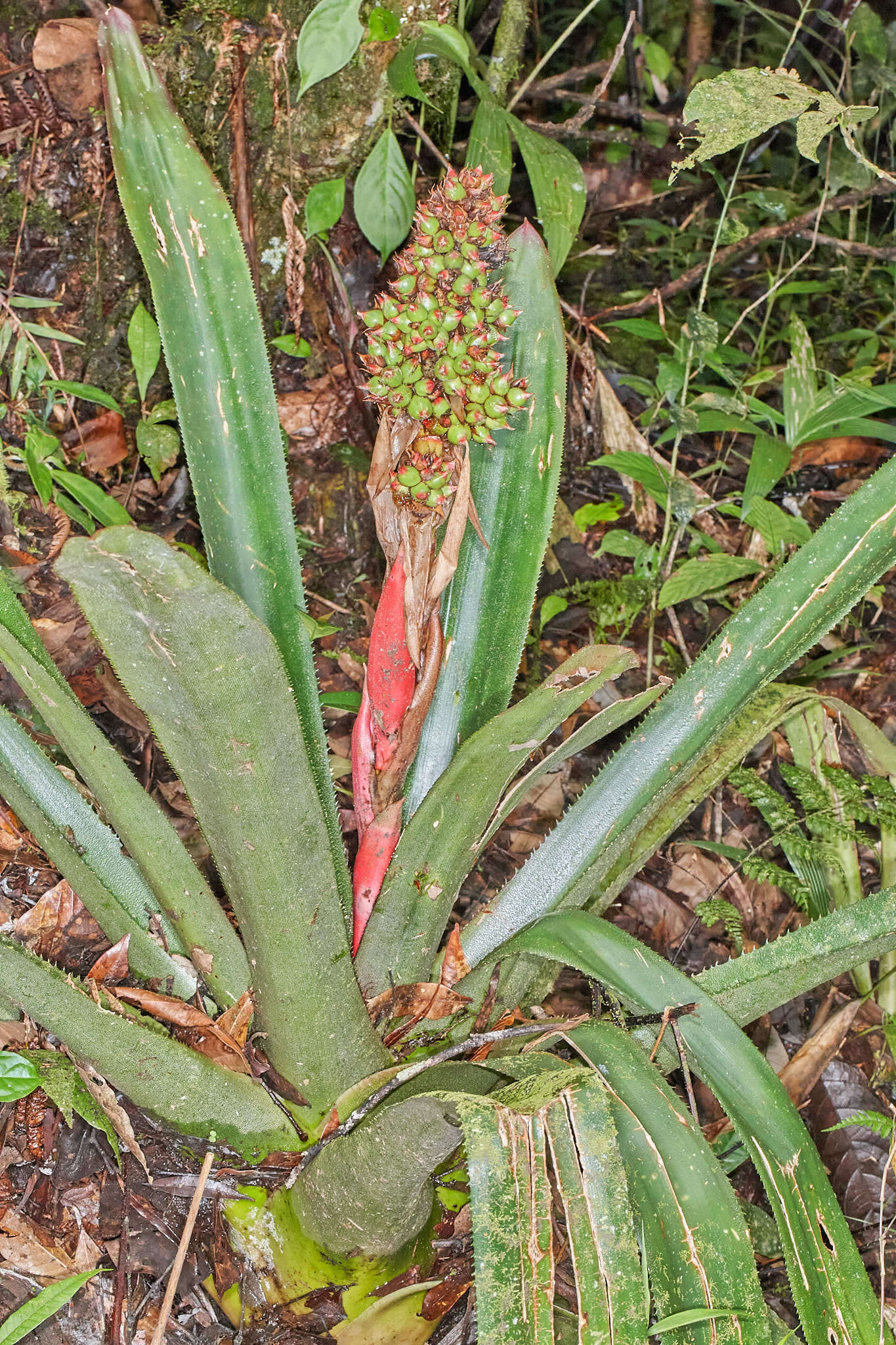 Слика од Hohenbergiopsis guatemalensis (L. B. Sm.) L. B. Sm. & Read