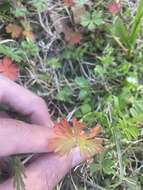 Geranium carolinianum L. resmi