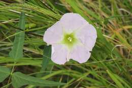 Ipomoea thurberi A. Gray的圖片