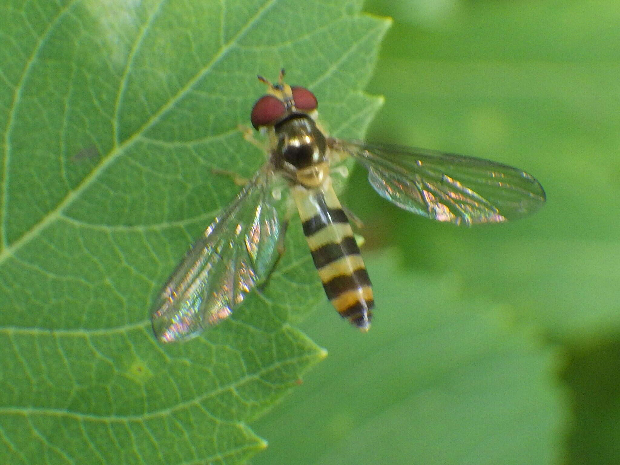 Image of Banded Meliscaeva