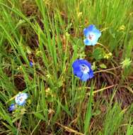 Imagem de Nemophila menziesii Hook. & Arnott