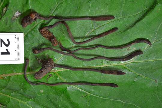 Image of Ophiocordyceps ravenelii (Berk. & M. A. Curtis) G. H. Sung, J. M. Sung, Hywel-Jones & Spatafora 2007